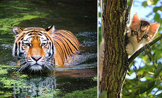 Simmande tiger och kattunge i träd